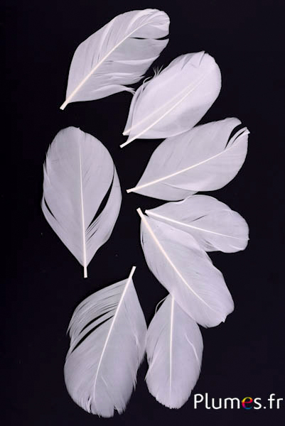 Pétales en plumes - 6-8 x 3-4 cm - blanc